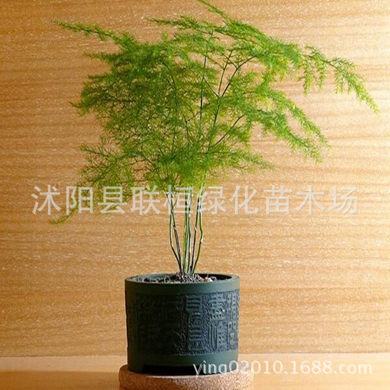 Grass Flower Seeds, Asparagus Seeds, Dwarf Asparagus Seeds, Potted Plant Seeds, Newly Picked Seeds, High Germination Rate