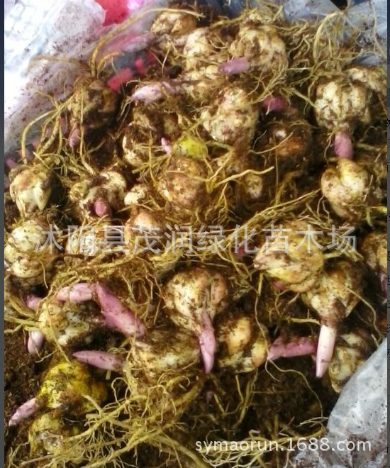 Supply of Lily Bulbs Ornamental Lily Seedlings Shipped with Buds