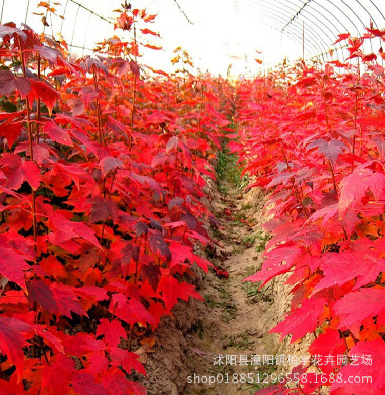 Five-Pointed Maple Saplings, Five-Pointed Maple, Triangular Maple, Colorful Leaf Maple Saplings, Green Maple Saplings, Courtyard Roads, Cold-Resistant Greening Saplings