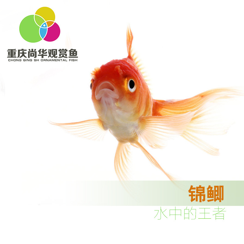 Shanghua Art pet/cold water ornamental fish/ornamental fish tank breeding/small red crucian carp/Small Brocade crucian carp/small grass goldfish living