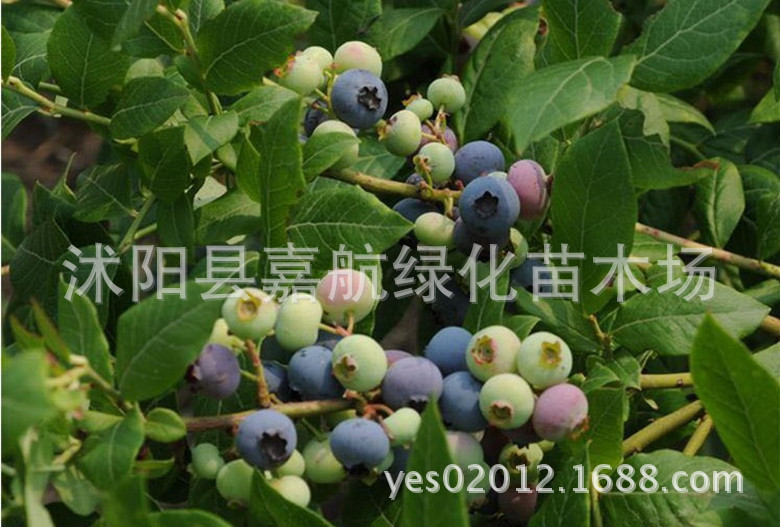 Newly Selected Fruit Tree Seeds Blueberry Tree Seeds Bilberry Blueberry Seeds Rabbit Eye Blueberry Seeds 30 Capsules