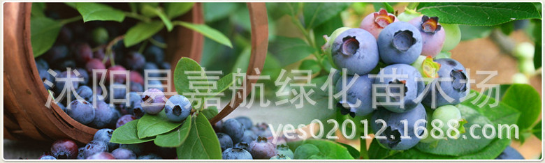 Newly Selected Fruit Tree Seeds Blueberry Tree Seeds Bilberry Blueberry Seeds Rabbit Eye Blueberry Seeds 30 Capsules