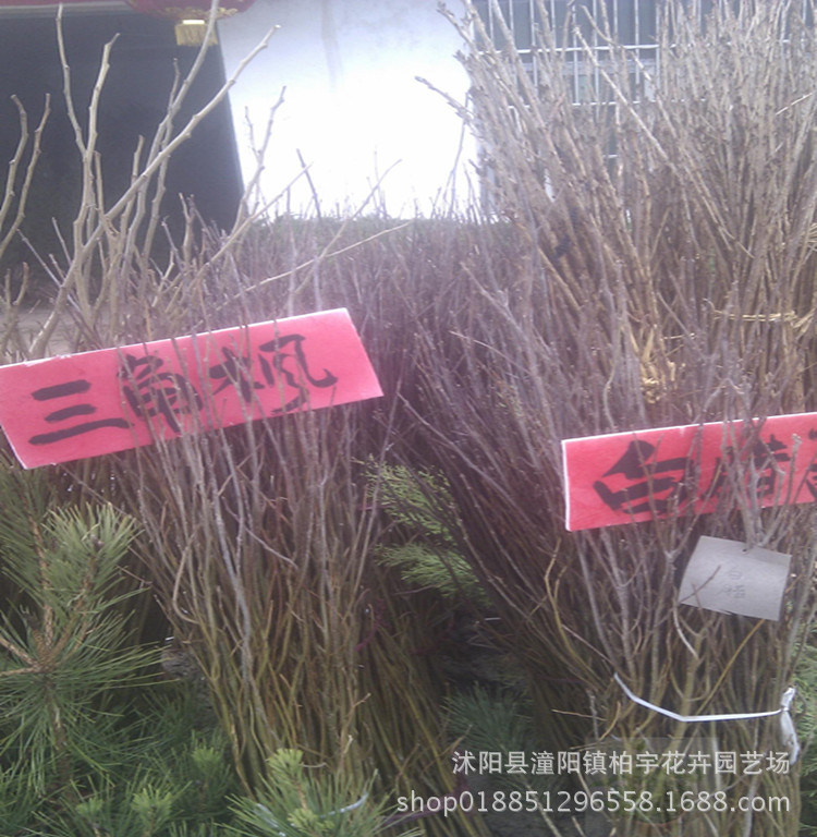 Five-Pointed Maple Saplings, Five-Pointed Maple, Triangular Maple, Colorful Leaf Maple Saplings, Green Maple Saplings, Courtyard Roads, Cold-Resistant Greening Saplings