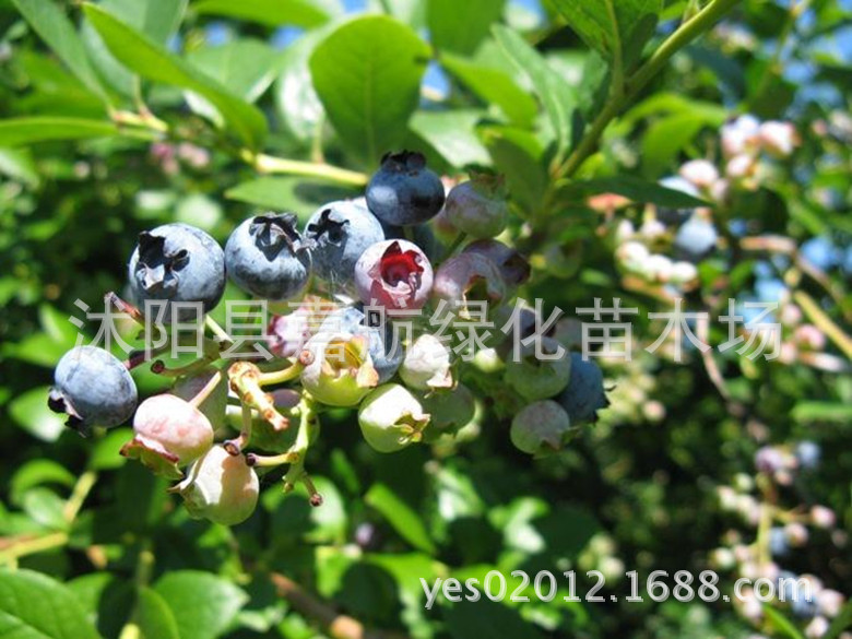 Новые отобранные семена плодовых деревьев семена голубики семена черники семена голубики Rabbit Eye 30 капсул