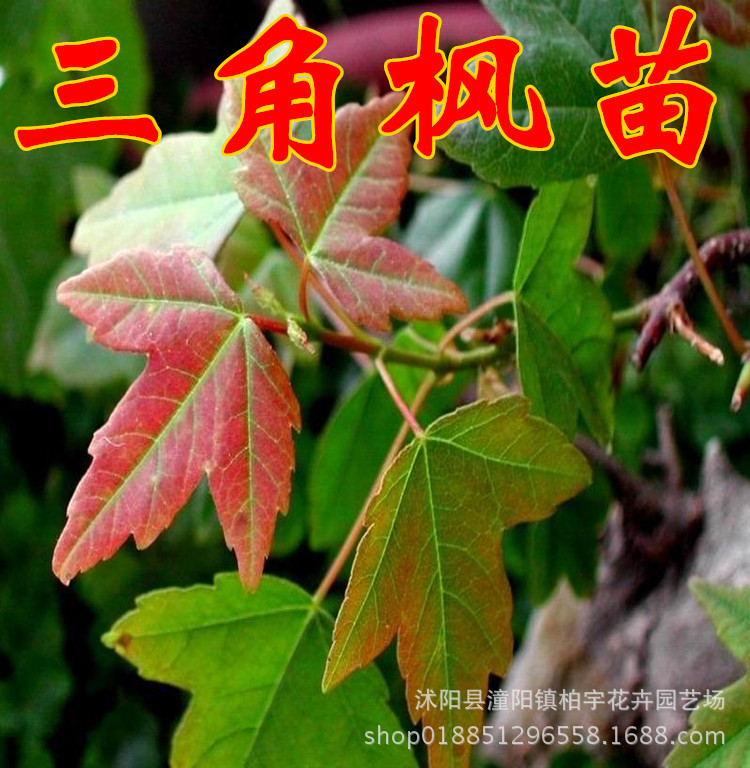 Саженцы пятиконечного клена, пятиконечный клен, треугольный клен, саженцы клена с яркой листвой, зеленые саженцы клена, для дорожек во дворе, морозостойкие саженцы