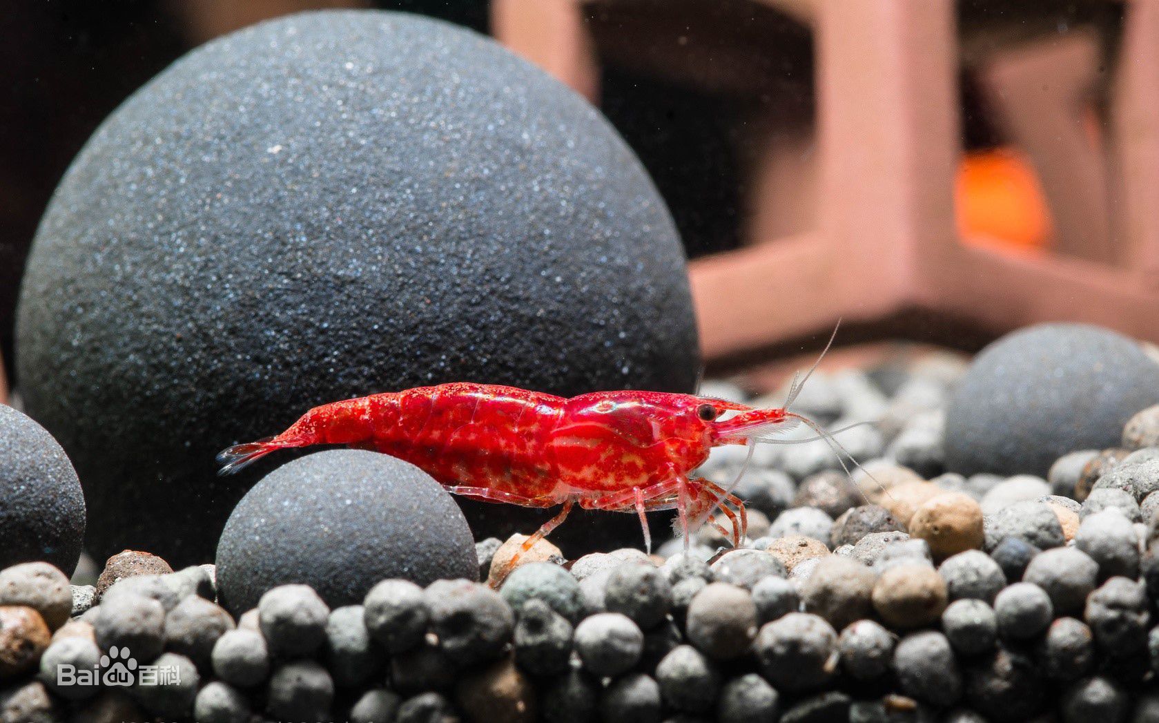 Cherry Shrimp Rose Shrimp Cherry Shrimp Flame Shrimp Ornamental Shrimp Algae Removal Shrimp Pet Shrimp