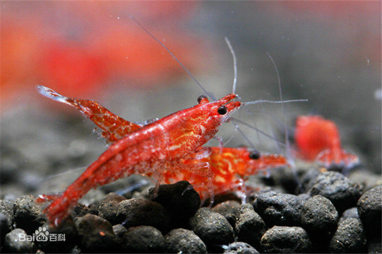 Cherry Shrimp Rose Shrimp Cherry Shrimp Flame Shrimp Ornamental Shrimp Algae Removal Shrimp Pet Shrimp