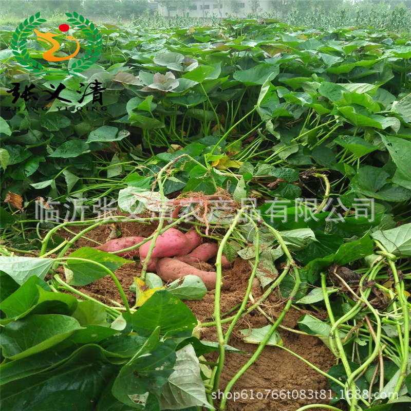 Dried Peeled Sweet Potato Ding Shandong Farmhouse Soil Special Factory Large Wholesale Babao Porridge Raw Materials Taste Good