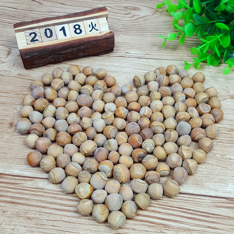 Raw hazelnut wild original flavor hazelnut Daxinganling Mountain Hazelnut Heilongjiang specialty nut new goods 500g free shipping