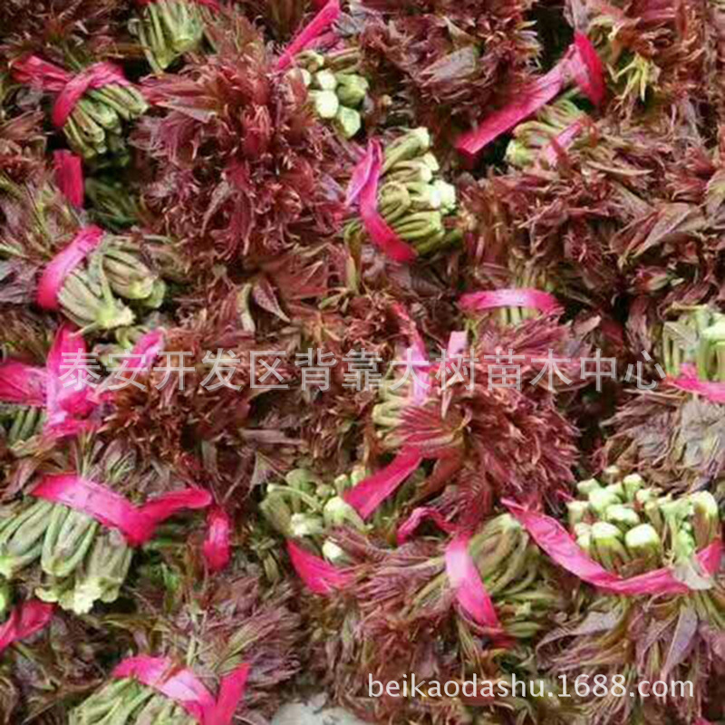 The Base Supplies Authentic Red Oil Toon Seedlings, Which Are Now Dug and Sold. Large Quantity Discounts