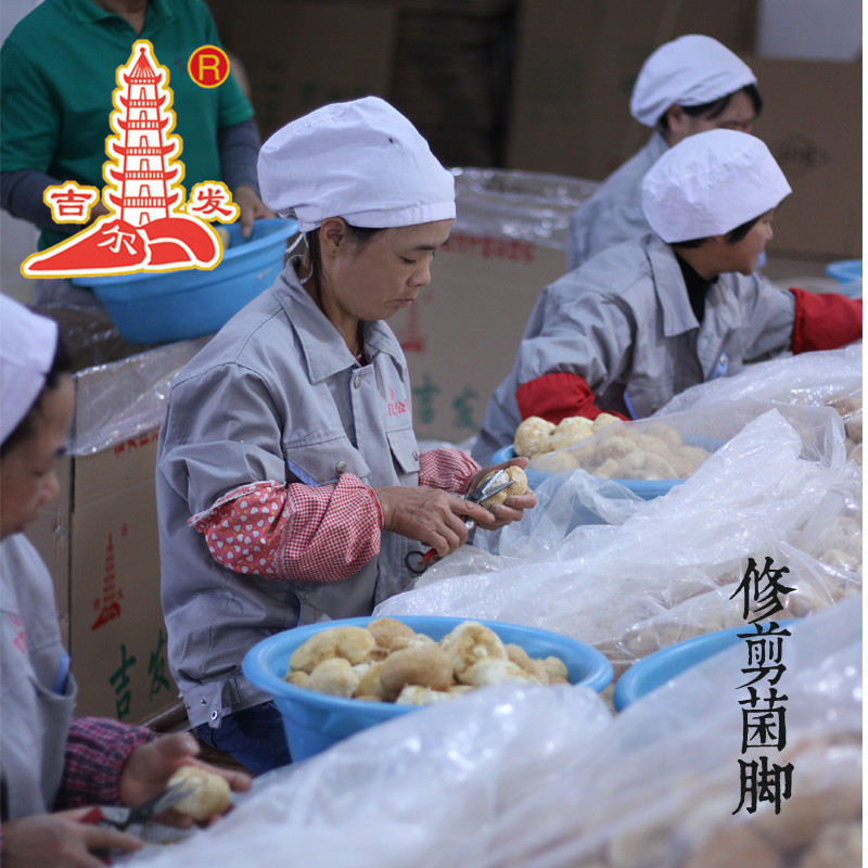 Gilfa Hericium Erinella dry goods bulk wholesale Hericium Erinella origin edible fungi supply 500g as needed