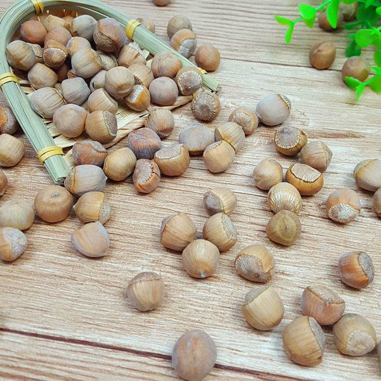 Raw hazelnut wild original flavor hazelnut Daxinganling Mountain Hazelnut Heilongjiang specialty nut new goods 500g free shipping