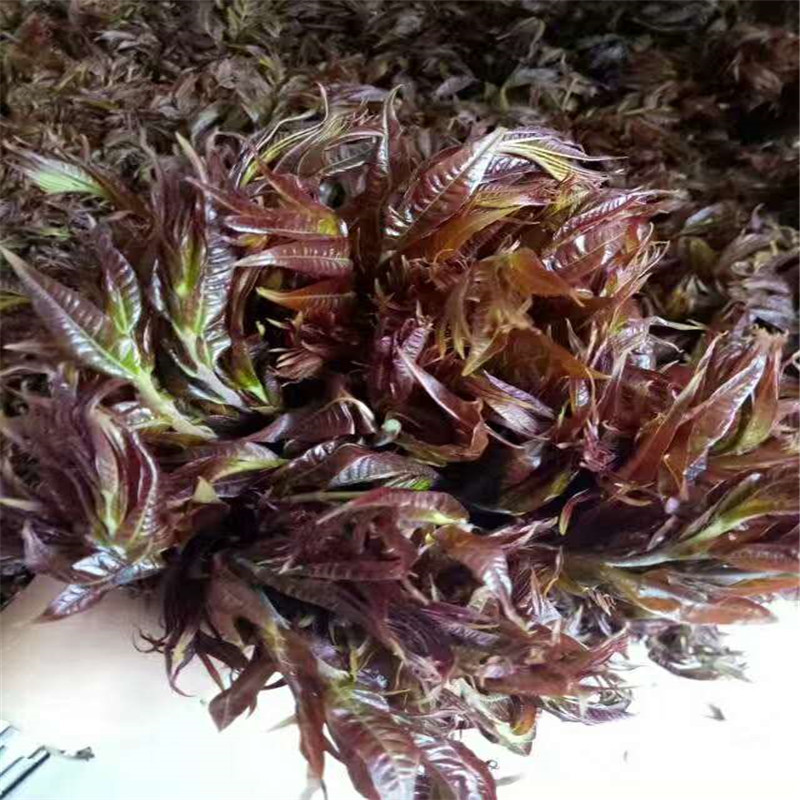 The Base Supplies Authentic Red Oil Toon Seedlings, Which Are Now Dug and Sold. Large Quantity Discounts