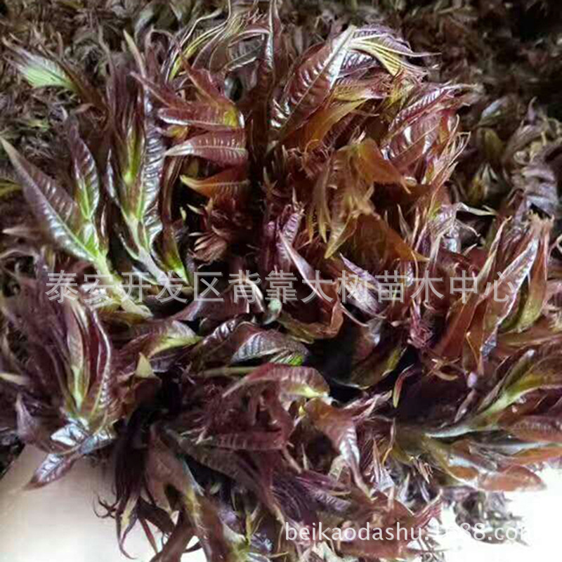 The Base Supplies Authentic Red Oil Toon Seedlings, Which Are Now Dug and Sold. Large Quantity Discounts