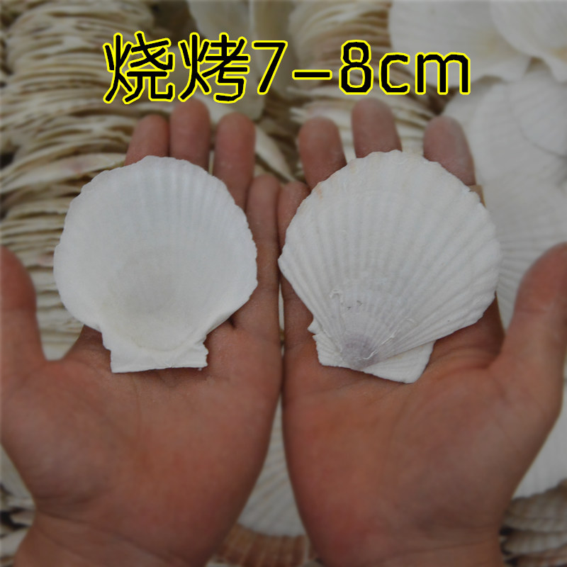 Wholesale Price Barbecue Dapai Restaurant Special Garlic Fans Xia Yi Shlet White Scallop Shell Tray Half Shell