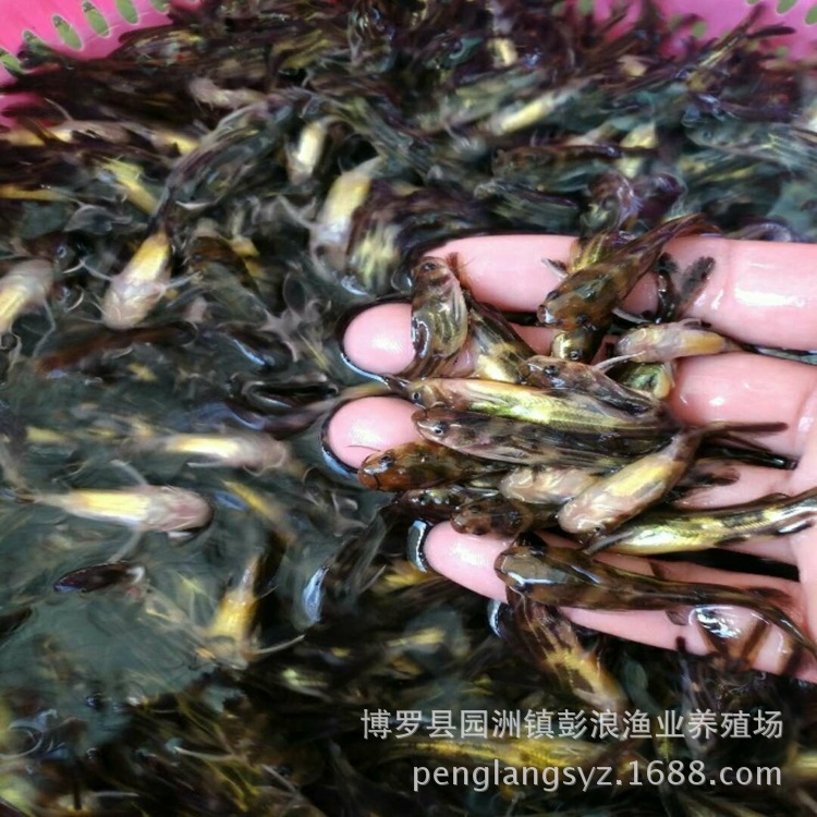 Large Supply of Yellow Catfish Fry, Yellow Spicy Catfish Fry Price, Washi Yellow Bone Fry, Super Male Yellow Catfish