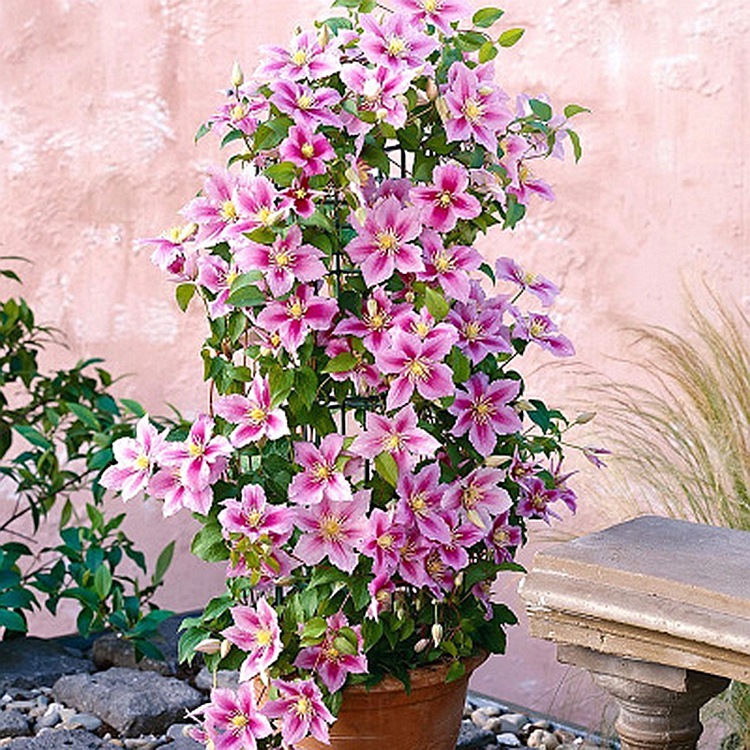 Clematis Root Potted Fresh Clematis Seedlings Garden Courtyard Climbing Vines Green Plants Climbing Flower Seeds