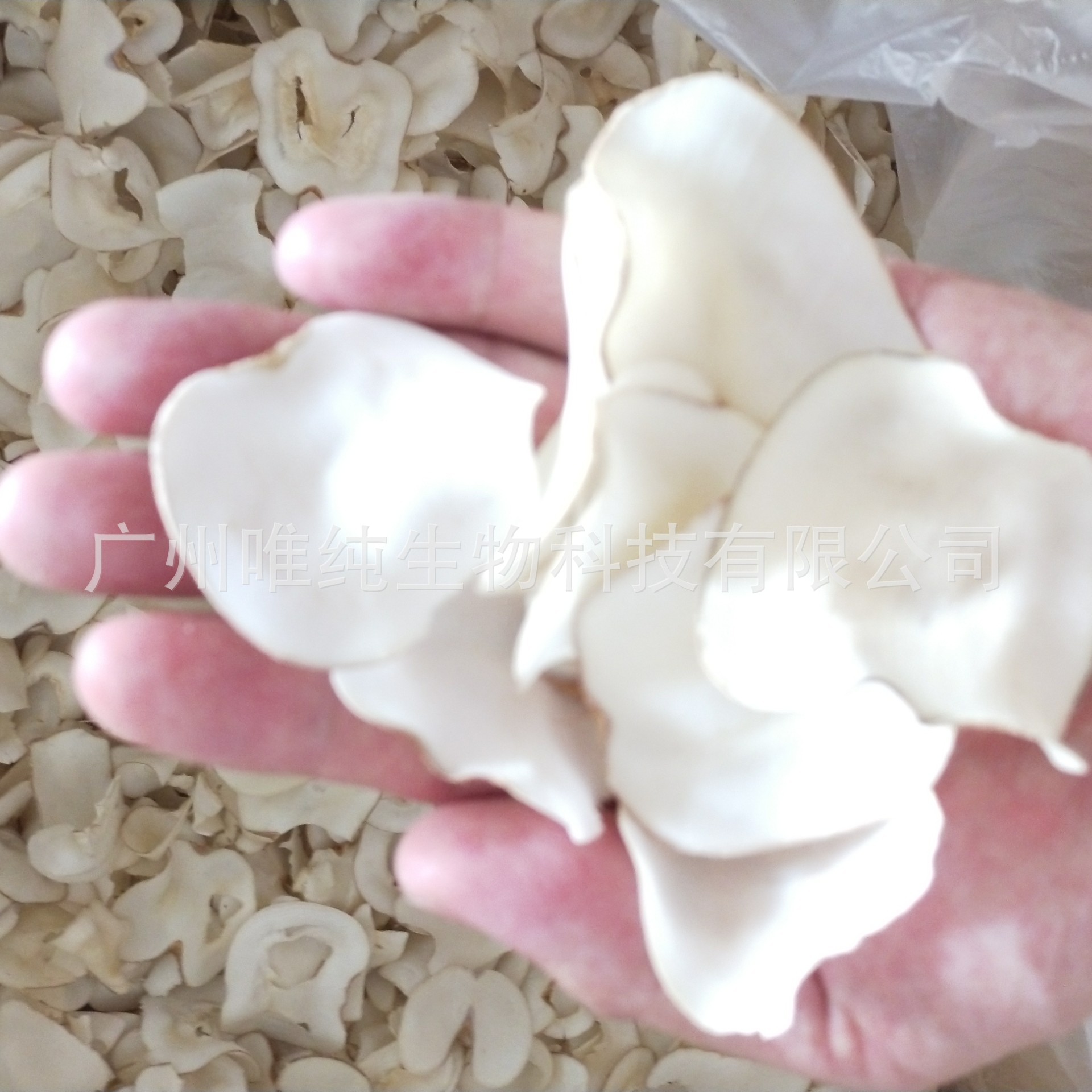 First-Hand Supply, Excellent Price Wholesale Guangfu Soup Ingredients, Medicinal Meal Soup Ingredients I Thai Sulfur-Free Primary Color Dried Sea Coconut