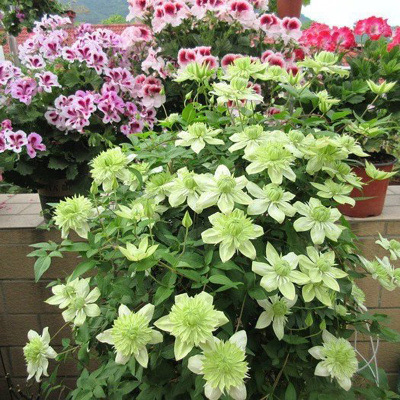 Clematis Root Potted Fresh Clematis Seedlings Garden Courtyard Climbing Vines Green Plants Climbing Flower Seeds