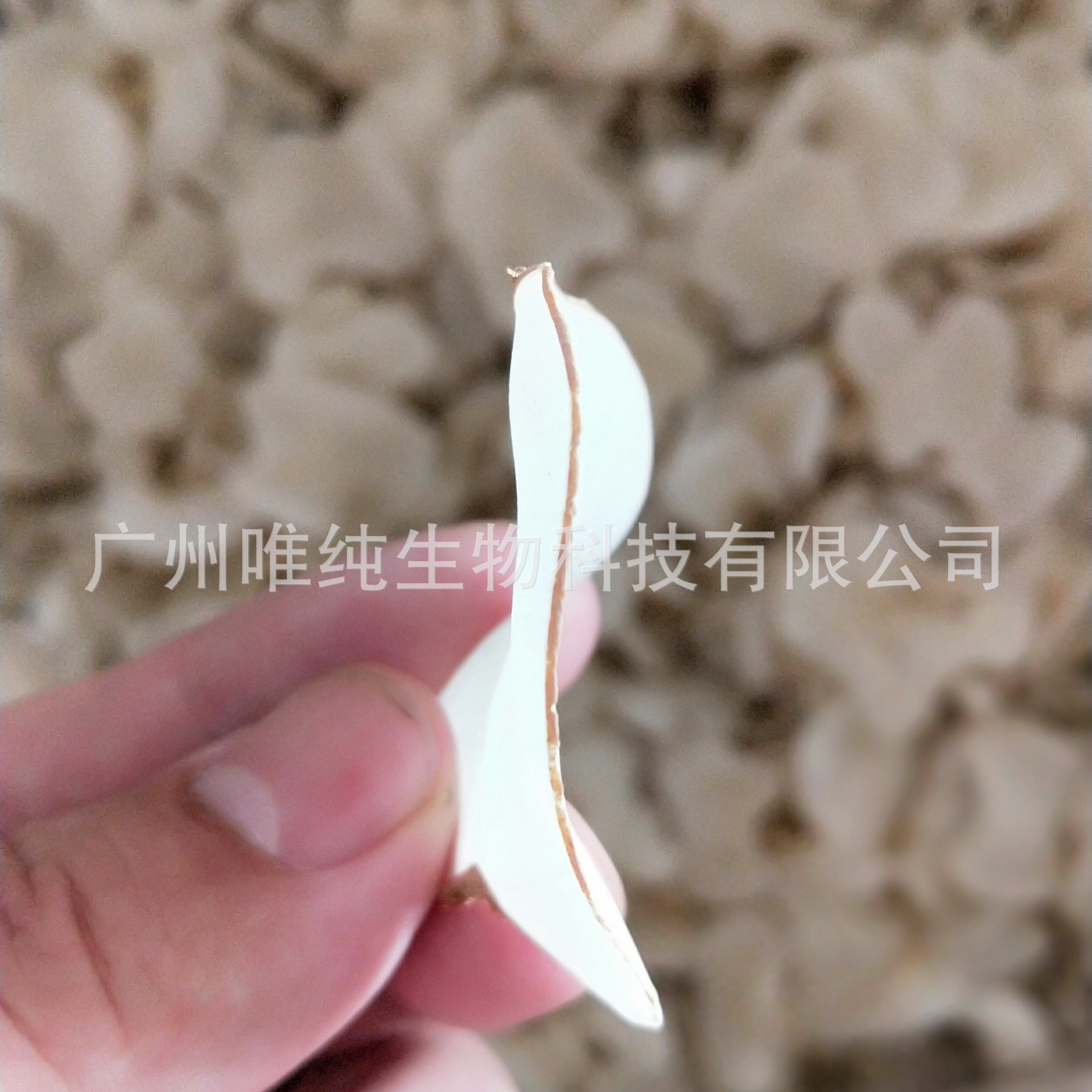 First-Hand Supply, Excellent Price Wholesale Guangfu Soup Ingredients, Medicinal Meal Soup Ingredients I Thai Sulfur-Free Primary Color Dried Sea Coconut