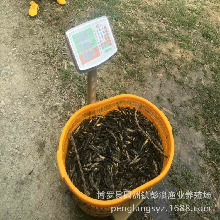 Large Supply of Yellow Catfish Fry, Yellow Spicy Catfish Fry Price, Washi Yellow Bone Fry, Super Male Yellow Catfish