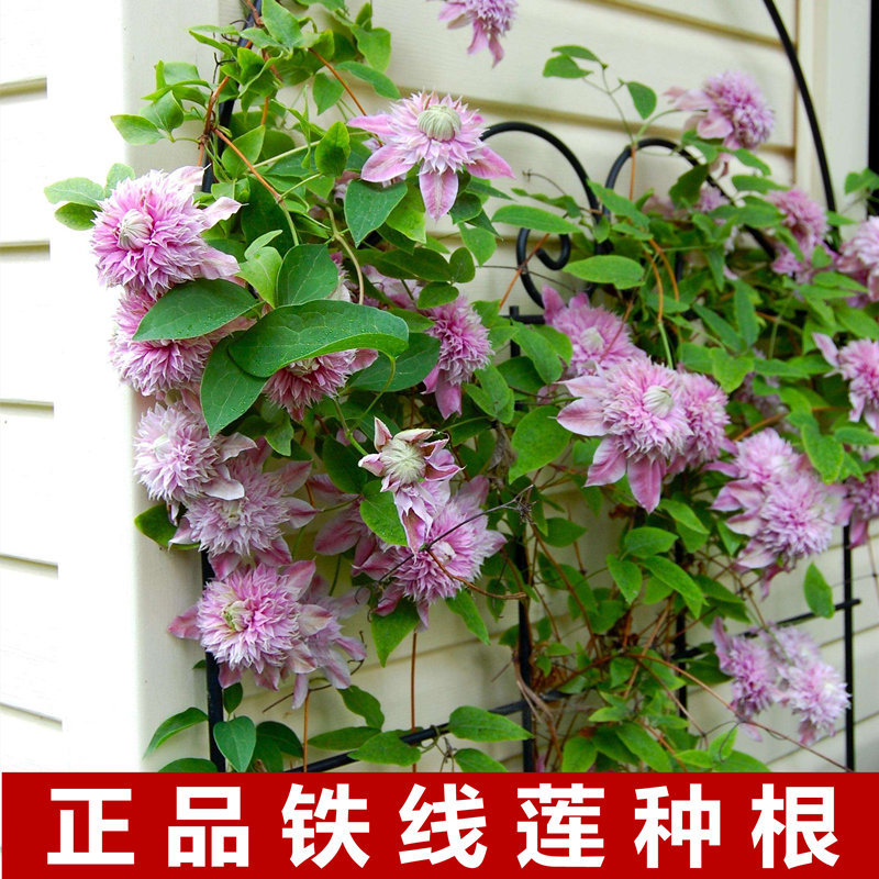 Корень клематиса в горшке, свежие саженцы клематиса, сад, двор, вьющиеся растения, зеленые растения, семена вьющихся цветов