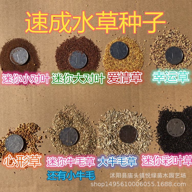 Wholesale mini leaf fish tank foreground grass water grass seeds landscaping beautiful aquatic plants spot large quantity discount