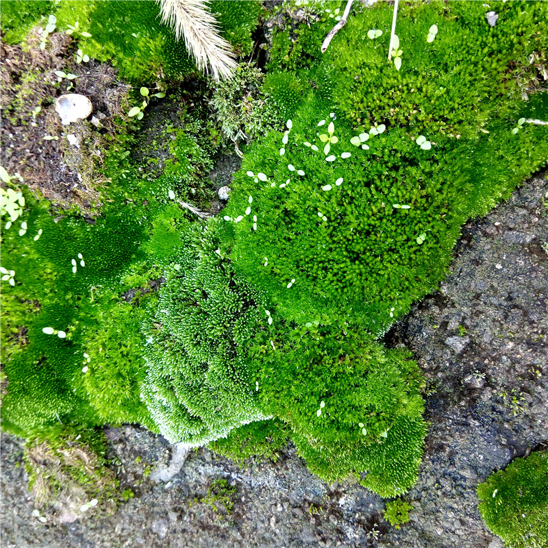 Wild Moss Micro Landscape Ecological Bottle White Hair Moss Rockery Potted Mini Plant DIY Material Wholesale