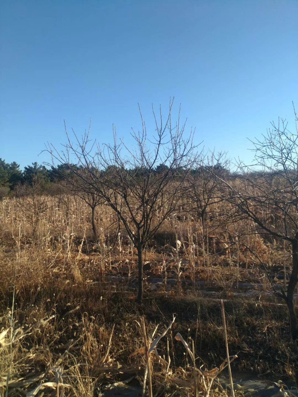 Liaoning Wengguan Guo Wengguan Guo Seedlings Have Complete Specifications, Large Flower Volume, Long Flowering Period and Strong Ornamental Value