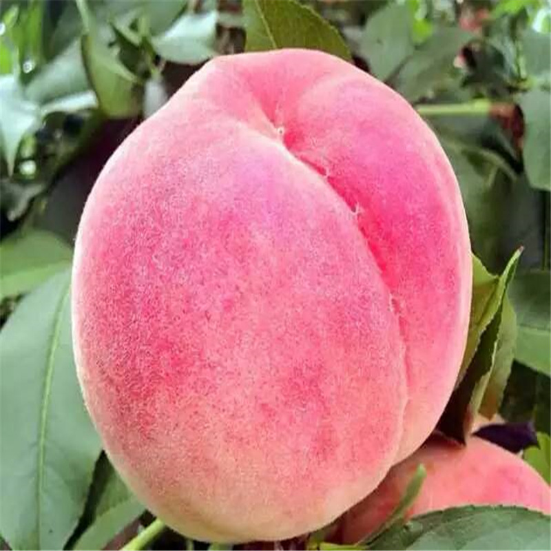 The Base Has a Large Number of Wholesale 1m High-Branch Thick Oil Peach and Yellow Peach Saplings, Late-Maturing Large-Fruit Qiutong Peach Seedlings