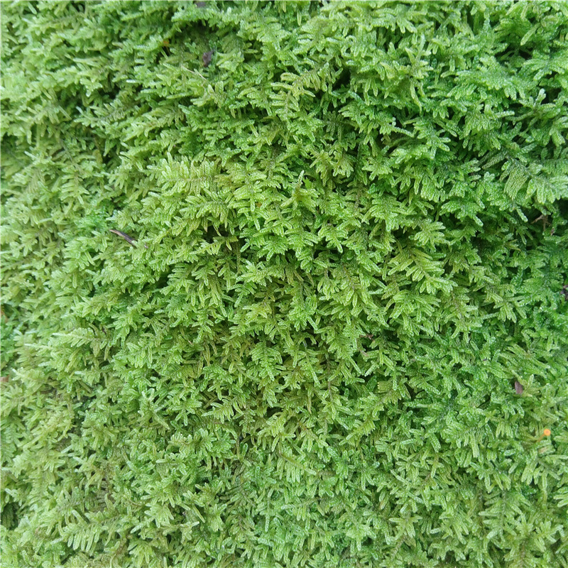 Wild Moss Micro Landscape Ecological Bottle White Hair Moss Rockery Potted Mini Plant DIY Material Wholesale