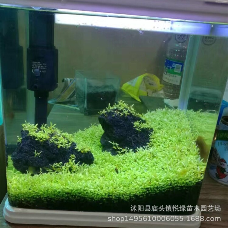 Wholesale mini leaf fish tank foreground grass water grass seeds landscaping beautiful aquatic plants spot large quantity discount