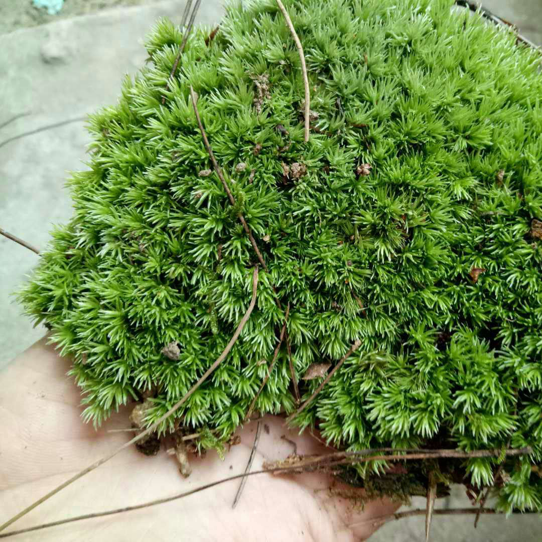 Accessories Material Moss Micro Landscape Ecological Bottle Accessories Material Fresh White Hair Moss Small White Hair Shade-Dried Moss Wholesale