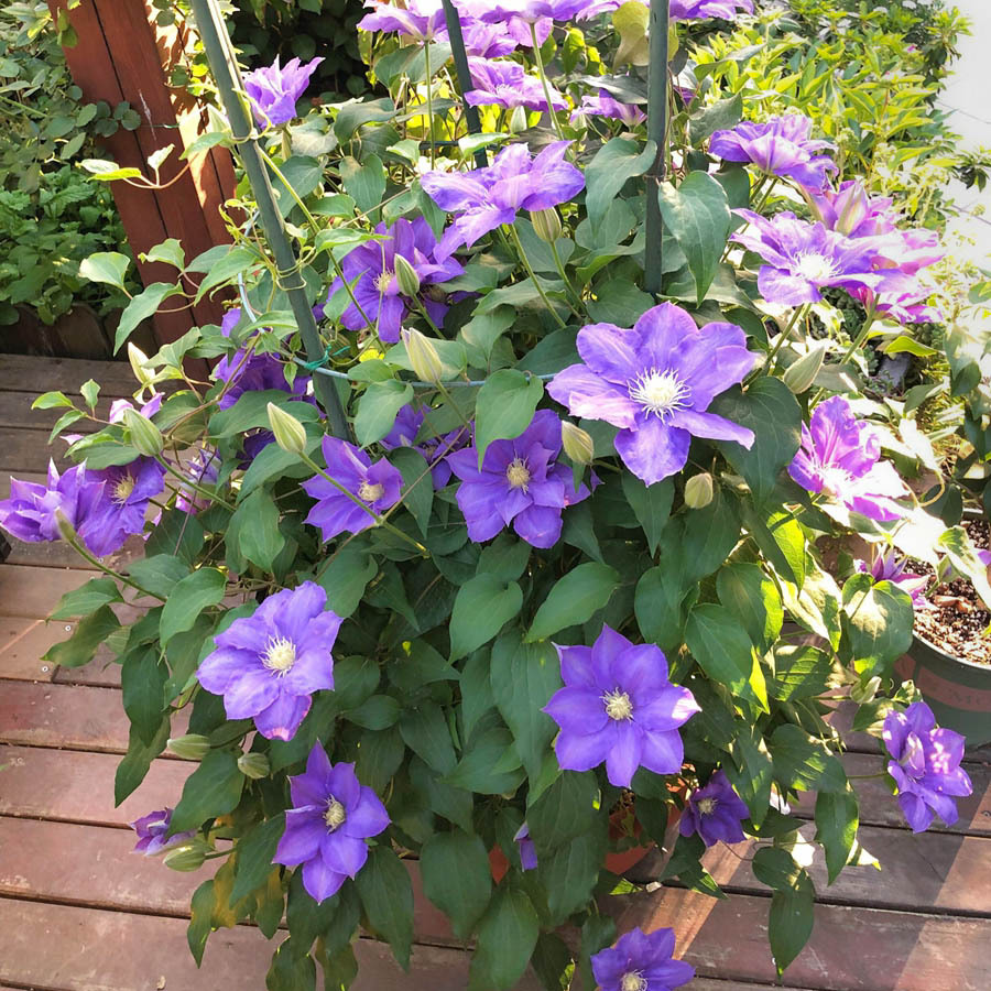 Clematis Root Potted Fresh Clematis Seedlings Garden Courtyard Climbing Vines Green Plants Climbing Flower Seeds