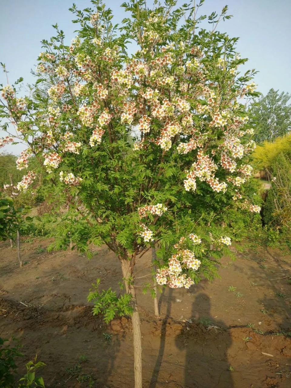 Саженцы вэнгуан гуо из Ляонин, полные спецификации, большой объем цветков, длительный период цветения и высокая декоративная ценность