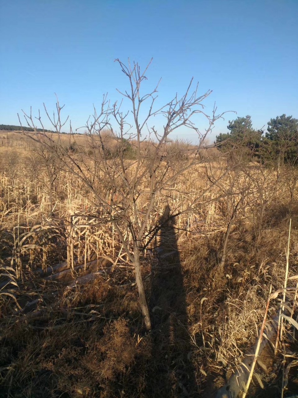 Liaoning Wengguan Guo Wengguan Guo Seedlings Have Complete Specifications, Large Flower Volume, Long Flowering Period and Strong Ornamental Value