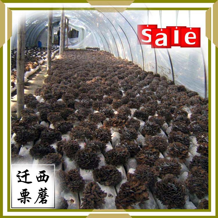 100g Qianxi chestnut mushroom special selection gray tree flower dry goods non-sediment maxi special food for Qianxi, gifts and self-food
