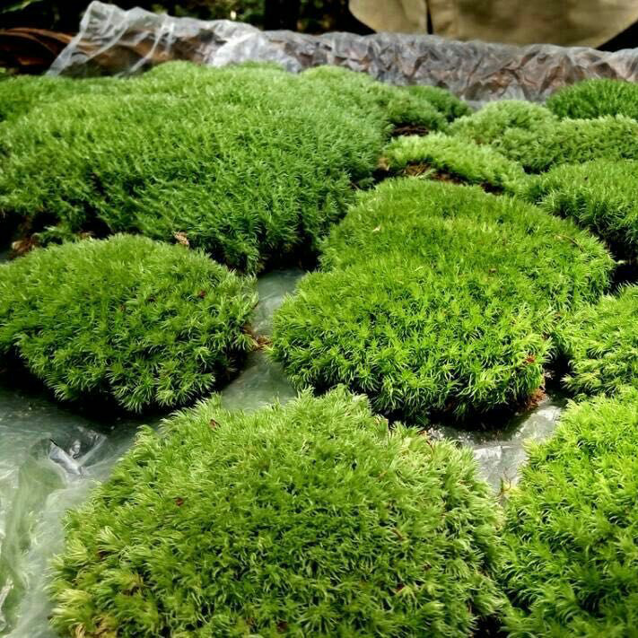 Accessories Material Moss Micro Landscape Ecological Bottle Accessories Material Fresh White Hair Moss Small White Hair Shade-Dried Moss Wholesale