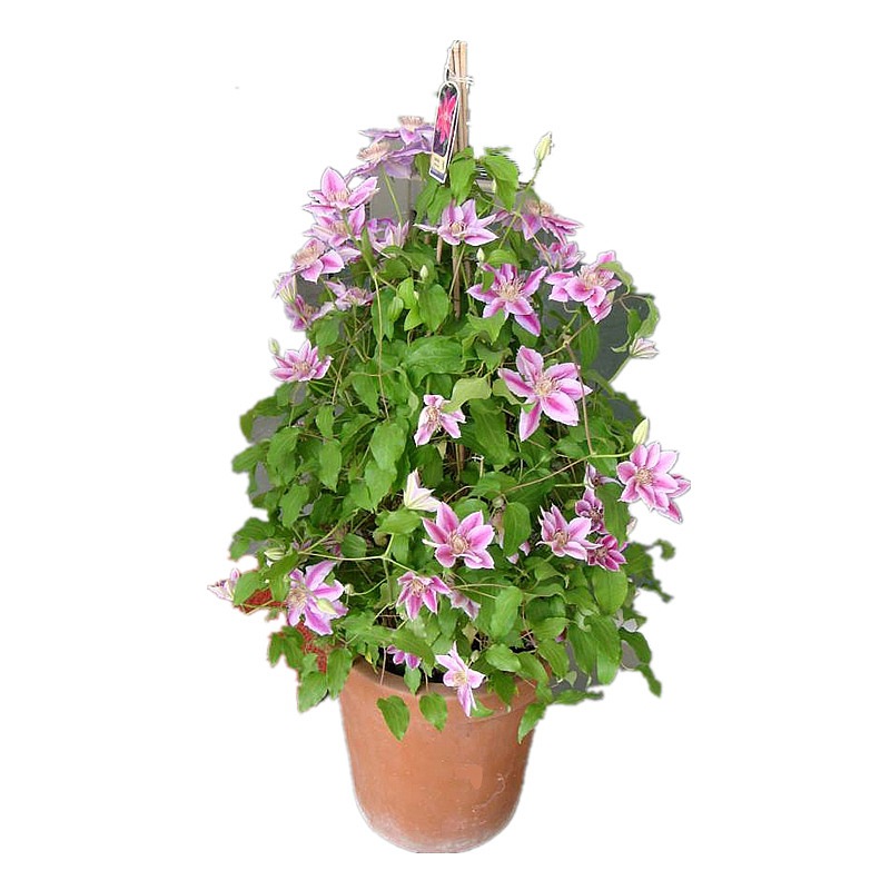 Clematis Root Potted Fresh Clematis Seedlings Garden Courtyard Climbing Vines Green Plants Climbing Flower Seeds