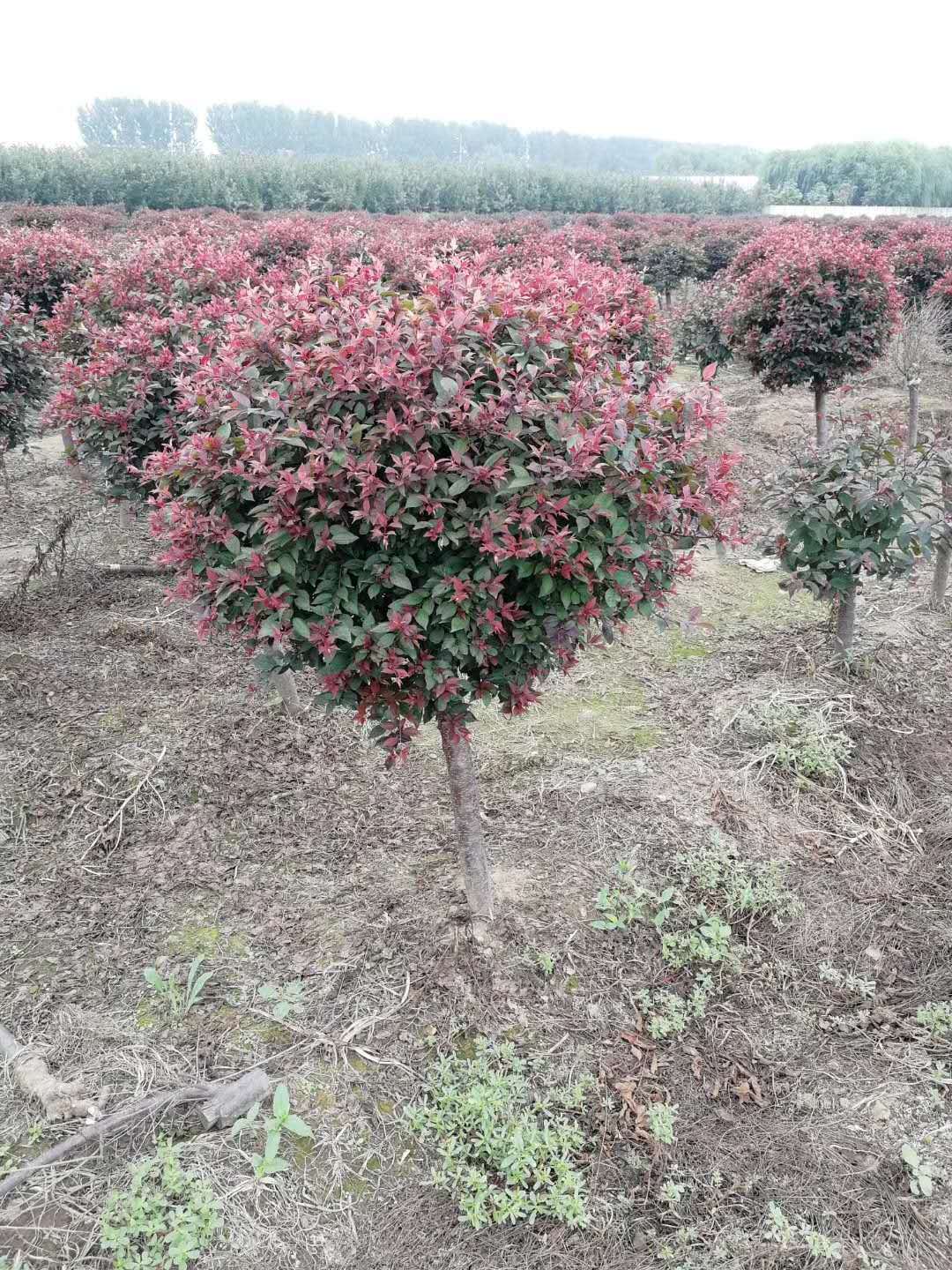 Liaoning Wengguan Guo Wengguan Guo Seedlings Have Complete Specifications, Large Flower Volume, Long Flowering Period and Strong Ornamental Value