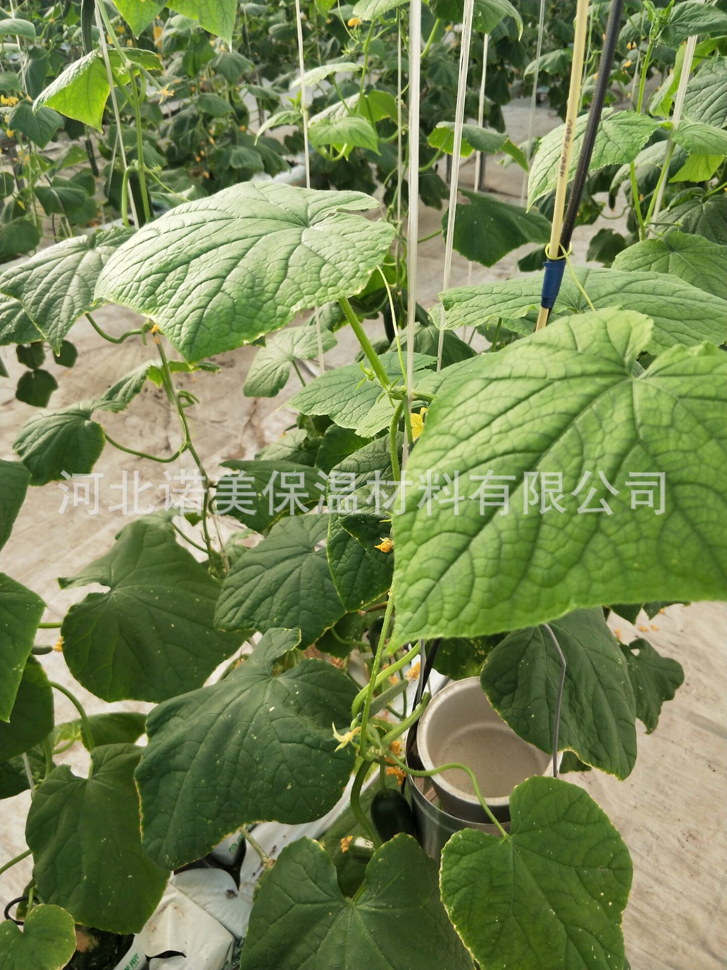 Сельскохозяйственные блоки для безземельного выращивания 30×30×40 Гидропонные блоки для посадки овощей и рассады из каменной ваты для безземельного выращивания