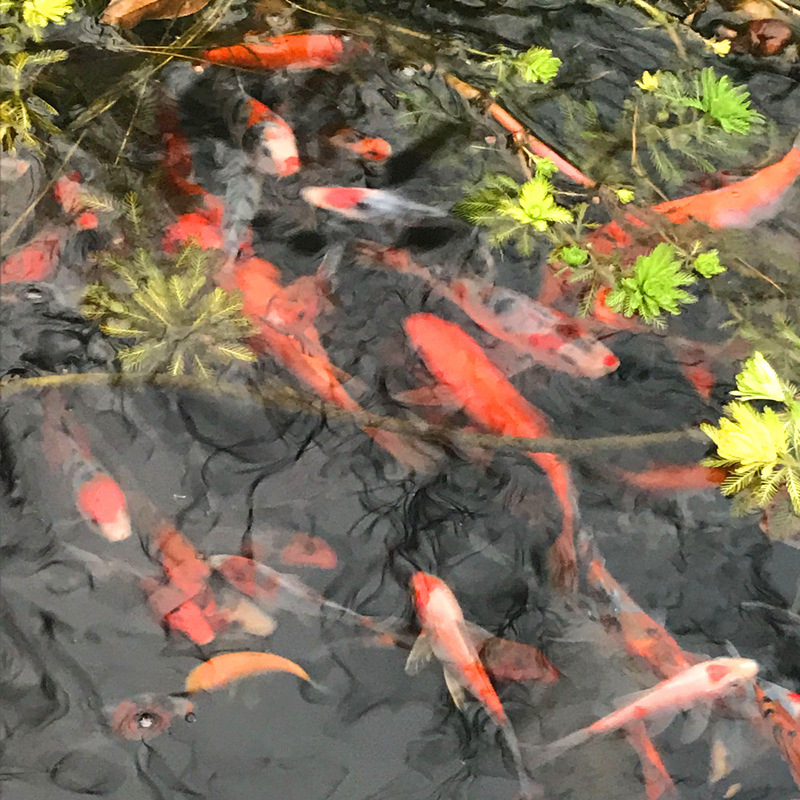 Small and Medium-Sized Ornamental Fish Koi Red and White Taisho Gold Live Breeding and Stocking Wholesale 45 Yuan/Jin