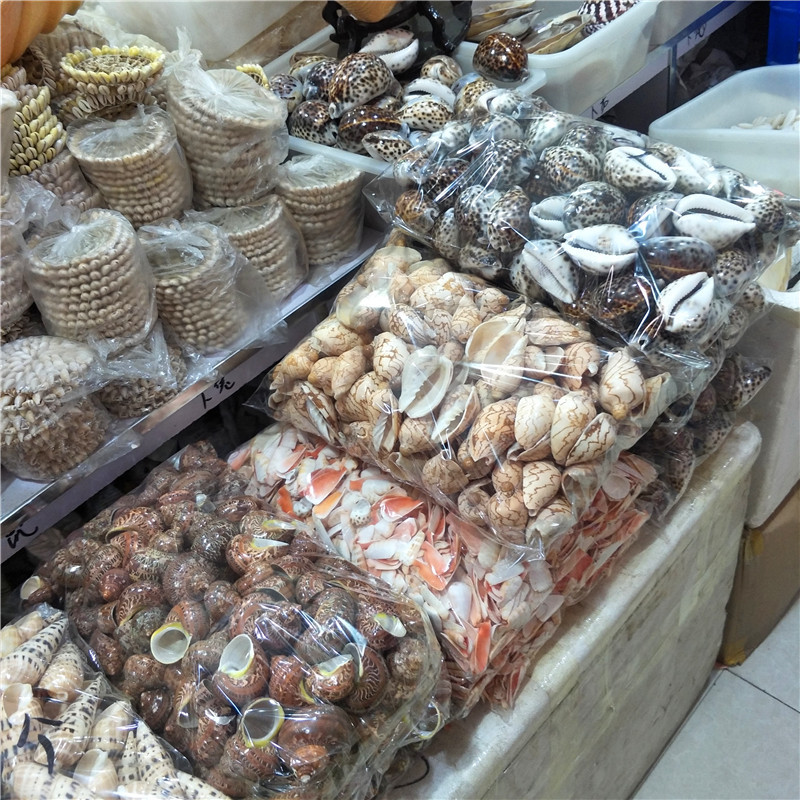 Striped Snail Millet Snail Natural Conch Shell 1cm Mediterranean Decoration Accessories Zebra Snail