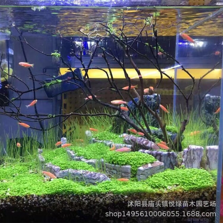 Wholesale mini leaf fish tank foreground grass water grass seeds landscaping beautiful aquatic plants spot large quantity discount