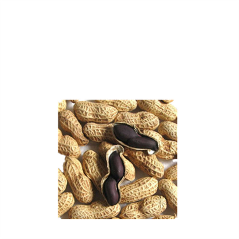 Shandong now picks new nuts farm black peanut with shell black skin purple skin raw peanut 500g