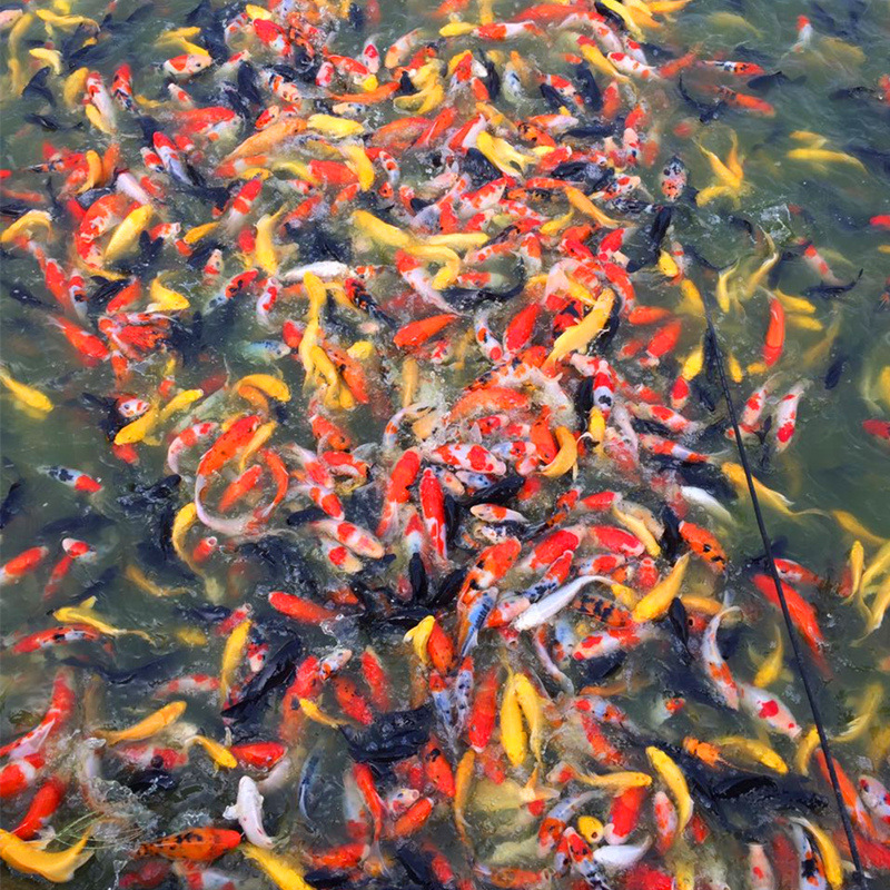 Small and Medium-Sized Ornamental Fish Koi Red and White Taisho Gold Live Breeding and Stocking Wholesale 45 Yuan/Jin