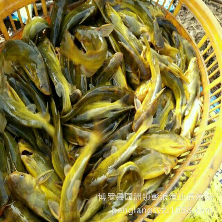 Large Supply of Yellow Catfish Fry, Yellow Spicy Catfish Fry Price, Washi Yellow Bone Fry, Super Male Yellow Catfish