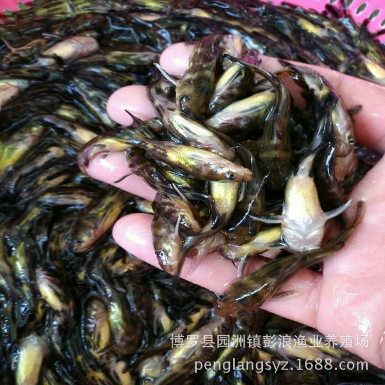 Large Supply of Yellow Catfish Fry, Yellow Spicy Catfish Fry Price, Washi Yellow Bone Fry, Super Male Yellow Catfish