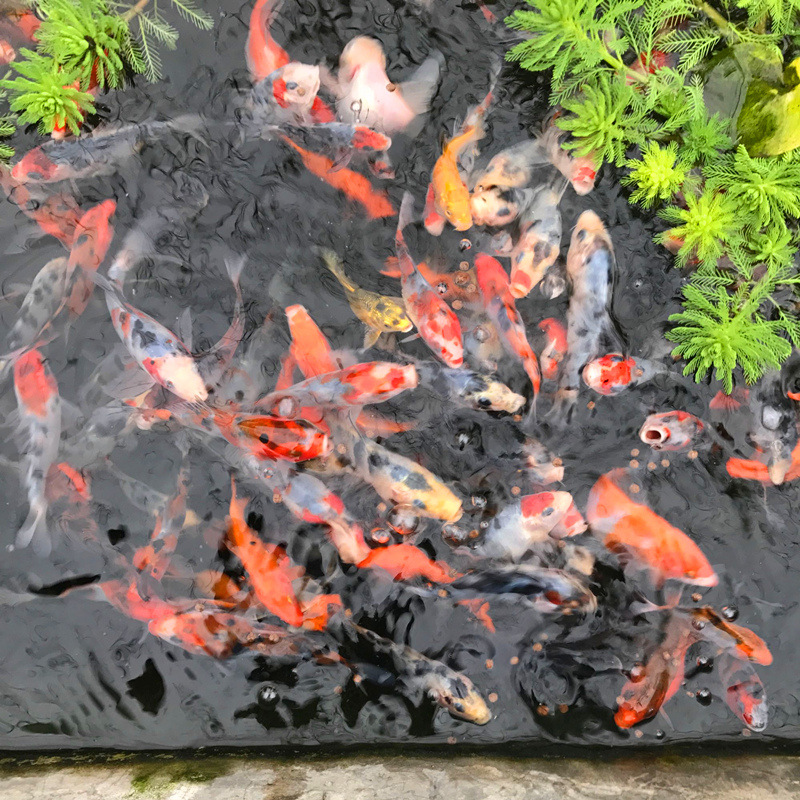 Small and Medium-Sized Ornamental Fish Koi Red and White Taisho Gold Live Breeding and Stocking Wholesale 45 Yuan/Jin
