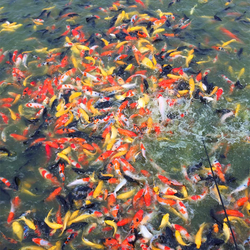 Small and Medium-Sized Ornamental Fish Koi Red and White Taisho Gold Live Breeding and Stocking Wholesale 45 Yuan/Jin